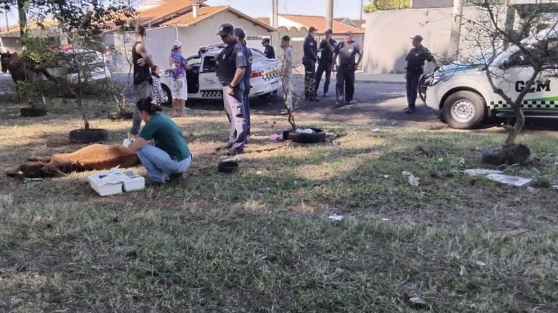 Animal em estado grave é submetido à eutanásia e proprietário é autuado por maus-tratos