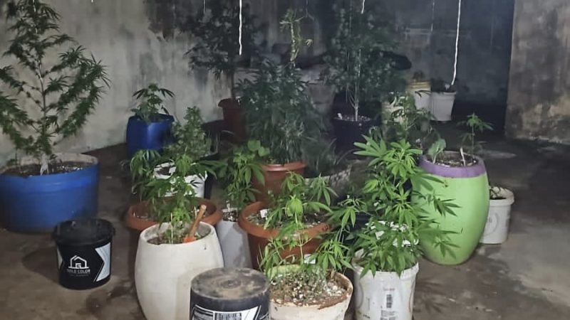 Polícia Militar apreende pés de maconha em residência no Jardim Paulistano