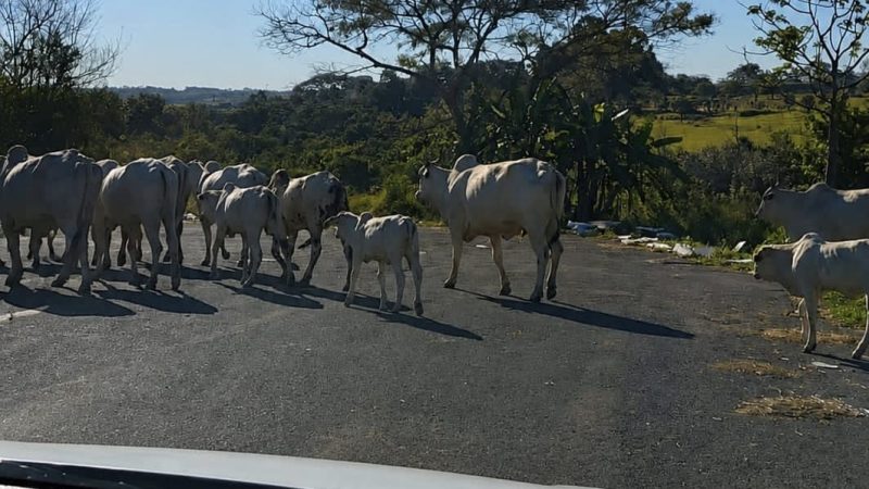 Proprietário é multado em mais de R$ 1,7 mil após bovinos serem encontrados soltos em área pública