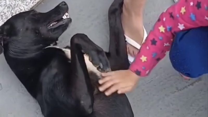 Negão recebe carinho de moradores após agressão e passa bem