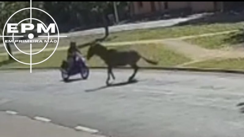 Cavalo solto na via causa acidente com motociclista em avenida de Franca