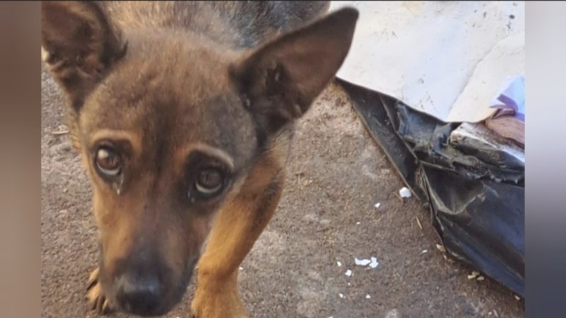 Cachorro é resgatado em situação de abandono após denúncia de maus-tratos em Franca