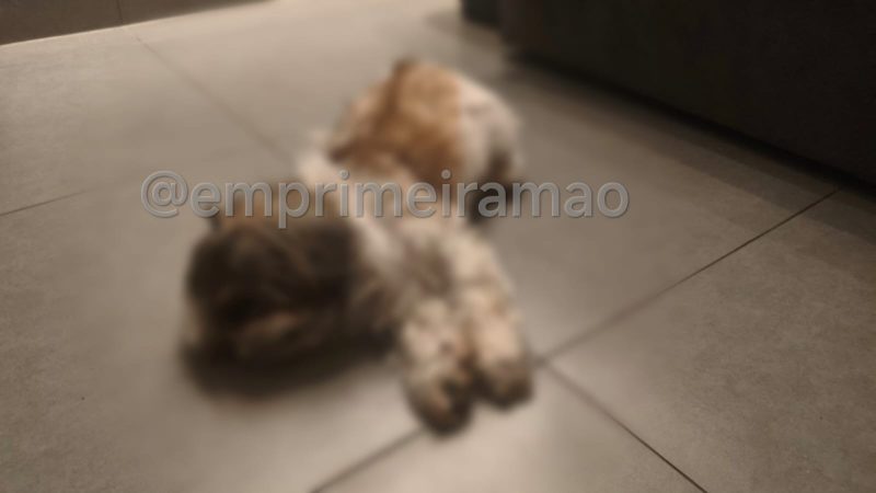 Idoso é denunciado por suspeita de abuso sexual contra cachorro em Restinga