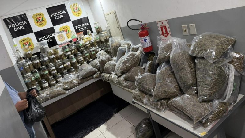 Operação da DISE desmantela estrutura usada para cultivo e preparo de maconha em área rural de Restinga