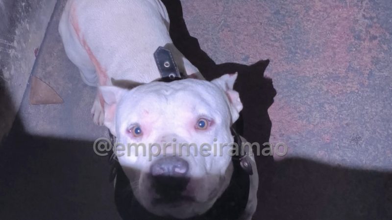 Homem é socorrido após ser atacado pelo próprio pitbull em Franca