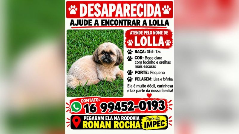 Família pede ajuda para encontrar a cachorrinha Lolla, levada às margens da Rodovia Ronan Rocha, em Franca