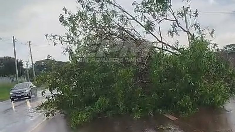 Árvore de grande porte cai na Rodovia Tancredo Neves, entre Franca e Claraval
